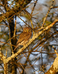 Pearl-spotted Owlet on tree branch at sunset in Ecuador
