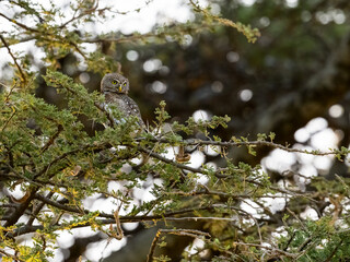 Pearl-spotted Owlet on tree branch  in Ecuador