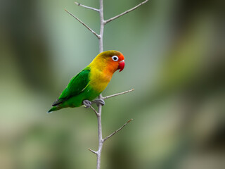 Fischer's Lovebird closeup portrait on tree branch