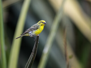 White-bellied Canary on green plant