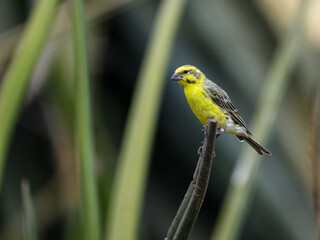 White-bellied Canary on green plant