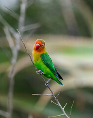 Fischer's Lovebird closeup portrait on tree branch