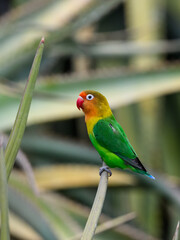 Fischer's Lovebird closeup portrait on cactus stem