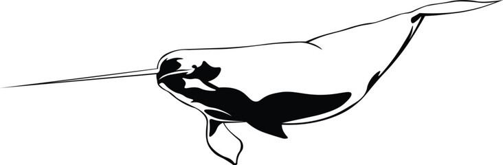 Cartoon Black and White Isolated Illustration Vector Of A Narwhal Whale with Long Horn © Matt