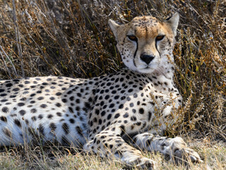 Young cheetah closeup portrait in savannah of Tanzania