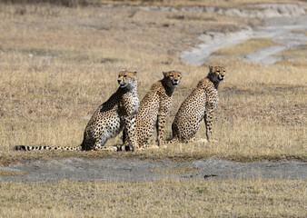 Three cheetah siblings sitting on dry grass in savannah of Tanzania