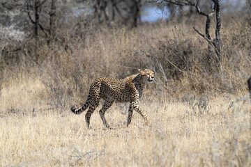 Cheetah walking on dry grass in Savannah of Tanzania