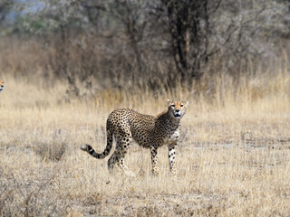 Cheetah walking on dry grass in Savannah of Tanzania