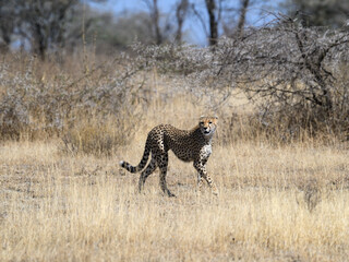 Cheetah walking on dry grass in Savannah of Tanzania