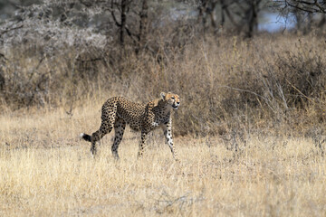 Cheetah walking on dry grass in Savannah of Tanzania