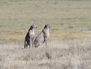 Two cheetah siblings sitting on dry grass in savannah of Tanzania