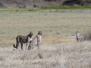 Naklejka na ściany i meble Two cheetah siblings on dry grass in savannah of Tanzania