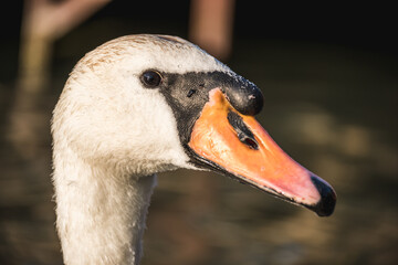 Portrait of a graceful white swan