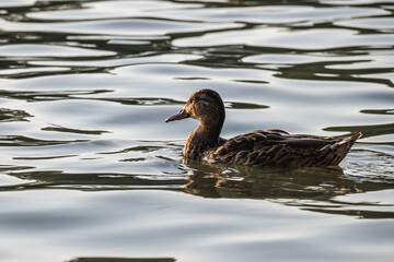 A duck swims in a river illuminated by the setting sun