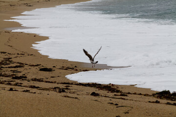 Lone Seagull Taking Flight On Beach With Approaching Waves