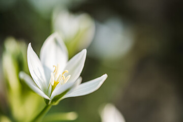 Beautiful flower garden star-of-bethlehem in bloom