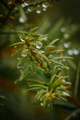 Drops of dew after rain on pine needles