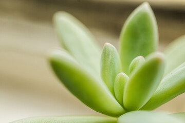 A close-up shot of a pachyphytum hookeri plant