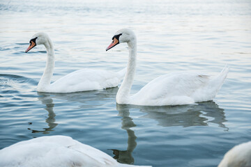 Beautiful white swans swim in the river. Peaceful scene.