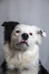 Portrait of a beautiful border collie