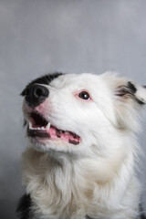 Portrait of a beautiful border collie