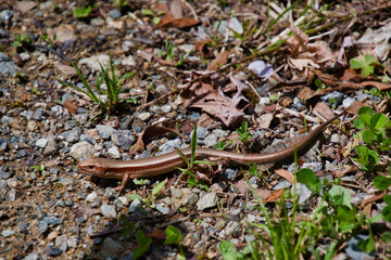 Japanese skink sitting on the ground.  Hida-Takayama Japan
