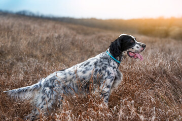 A charming white and black hunting dog of the English Setter breed stands in the autumn grass in...