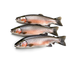 Obraz premium Raw trout isolated. Fresh cutthroat, steelhead fish, whole rainbow trout, trutta, fario