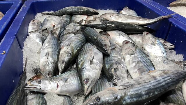 albacore tuna at a fish market
