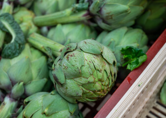 Fresh giant ripe green artichokes from Brittany on market in France