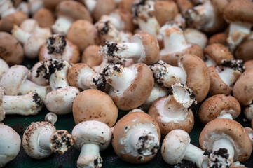High quality French cave brown champignon mushrooms ready to eat