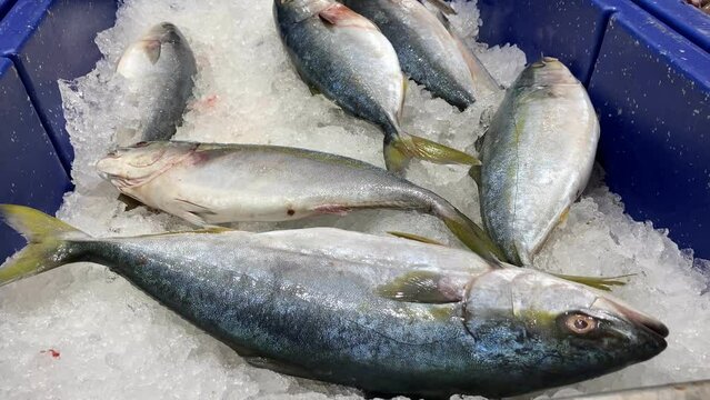 yellowtail fish at a open seafood market
