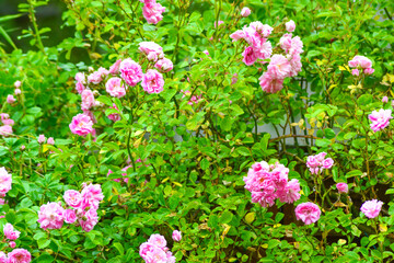 Pink Flowers of a Rambling Rose growing in a Garden.