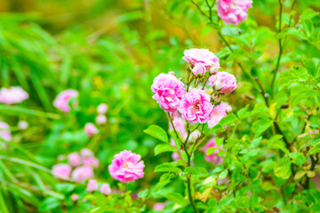 Pink Flowers of a Rambling Rose growing in a Garden.