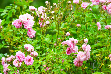 Obraz premium Pink Flowers of a Rambling Rose growing in a Garden.