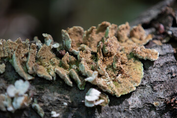 Mushrooms captured along a hiking trail in an Ontario Provincial Park.