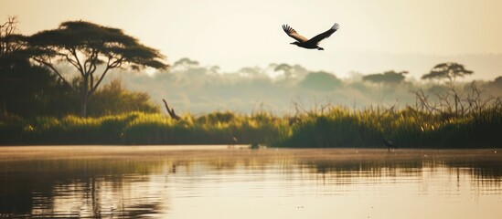Fototapeta na wymiar Bird flying over Jipe Lake in Kenya