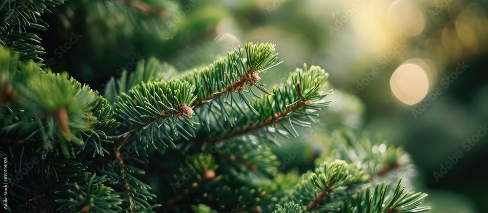 Poster close up of a fluffy fir tree branch with shallow focus. christmas wallpaper idea with copy space.
