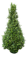 Live upright rosemary plant shaped into a Christmas Tree, fragrant green herb, isolated on...