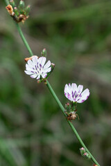 White rod wirelettuce in bloom against bokeh of green foliage background.