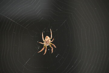 spider I