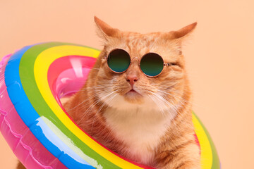 Cute ginger cat in stylish sunglasses with swim ring on beige background