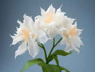 Fototapeta premium Brahma flower in studio background, single brahma flower, Beautiful flower, ai generated image