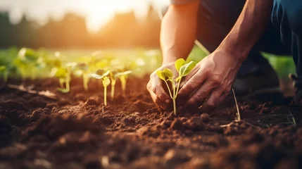 Foto op Aluminium Closeup of male hands planting seedlings in fertile soil © Andsx