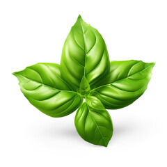 Basil leaves. Cut out on transparent - obrazy, fototapety, plakaty