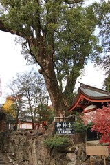 鹿児島県霧島市の鹿児島神宮の御神木