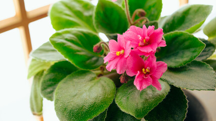 赤いセントポーリアの花