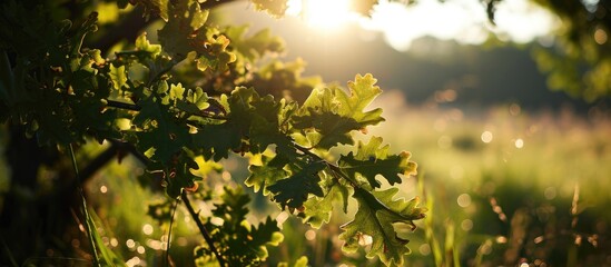 Sunlight filtering through oak tree leaves in a French spring meadow.