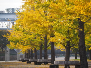 秋の風景　紅葉したイチョウ並木
