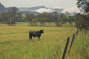 Black angus cow grazing in the kangaroo Valley